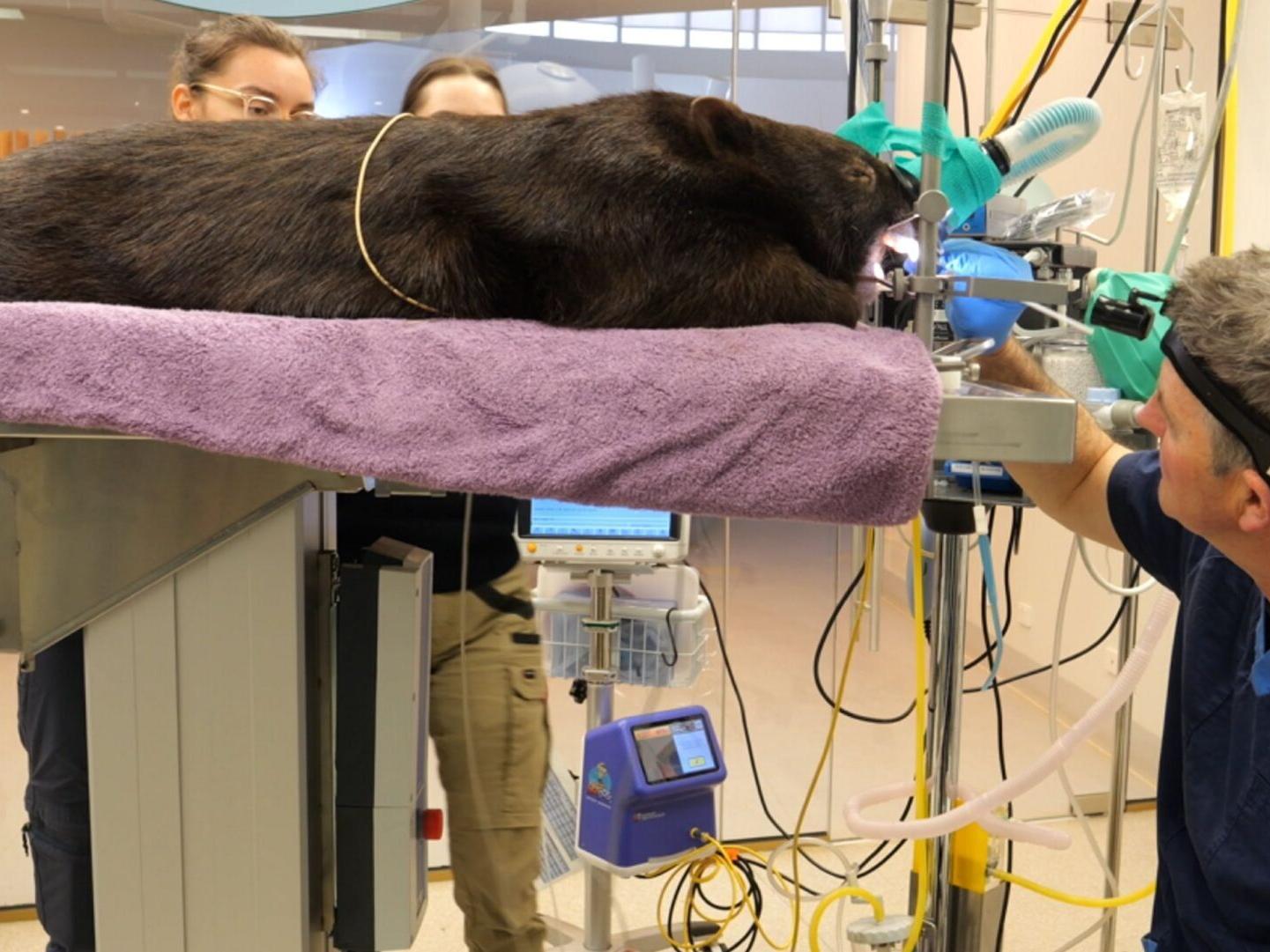 Wombats named Gem and Milo get dental check-up
